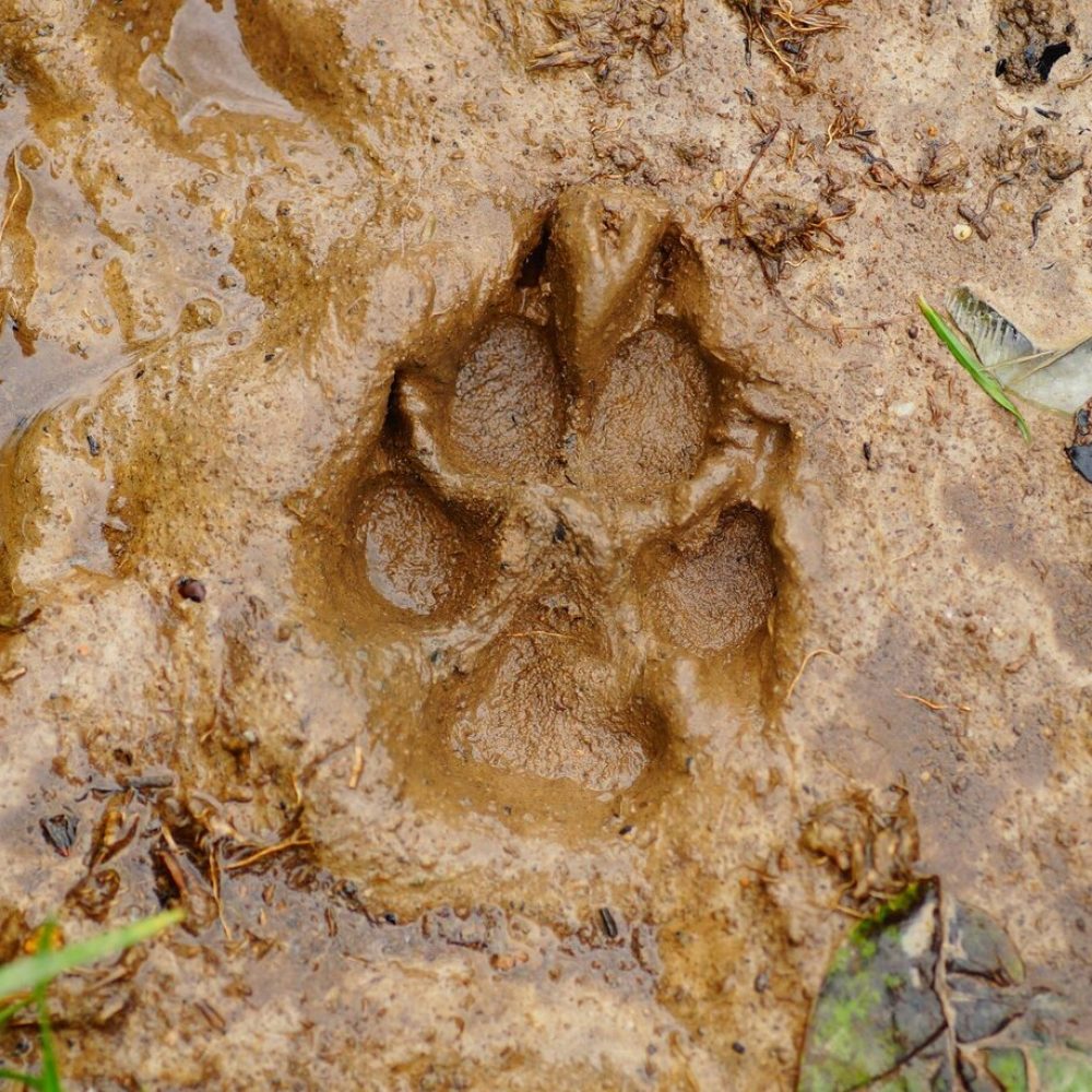 Empreinte d'une patte de chien dans la boue au sein du Parc naturel régional des Ardennes