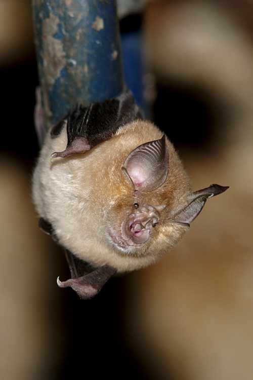 La nuit des chauves-souris