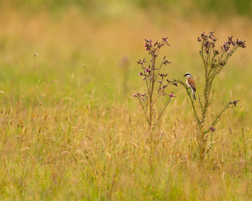Pie-grièche écorcheur perché sur une fleur sauvage dans une prairie au sein du Parc naturel régional des Ardennes