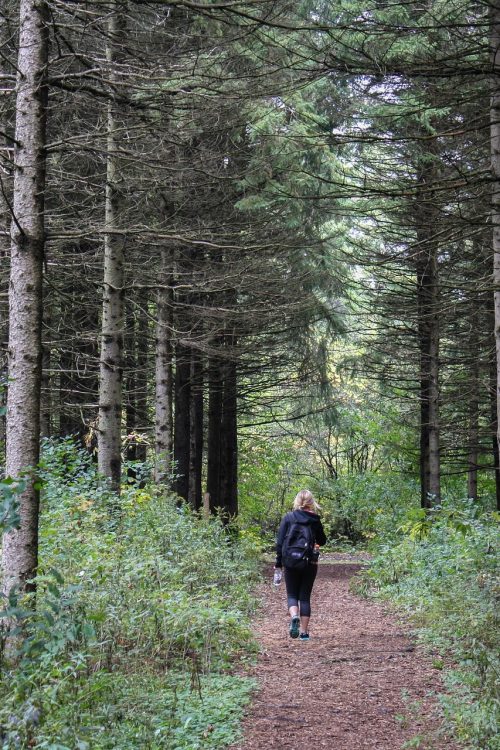 A la découverte de la forêt