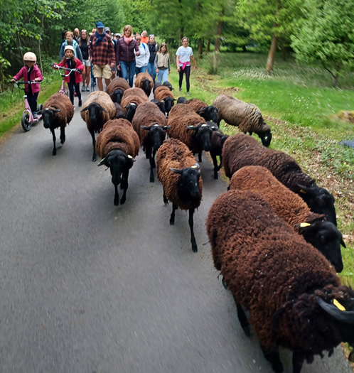 Les Rendez-vous avec le Parc – Retour sur la Transhumance au bord de la Semoy !