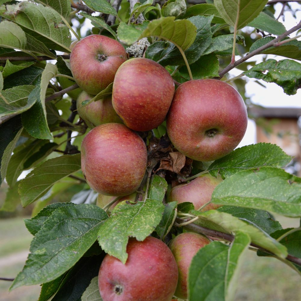 « Plantons des fruitiers »