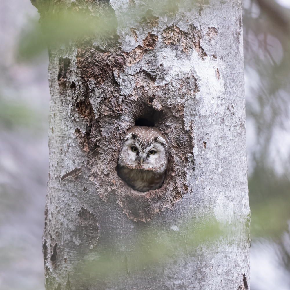 Chouette de Tengmalm dans la cavité d'un arbre au sein du Parc naturel régional des Ardennes