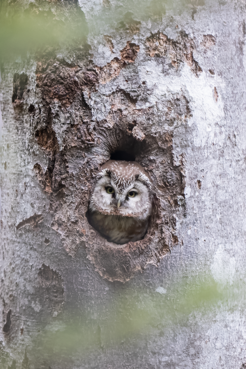 Projection du documentaire : « Les Oiseaux de Nuit »