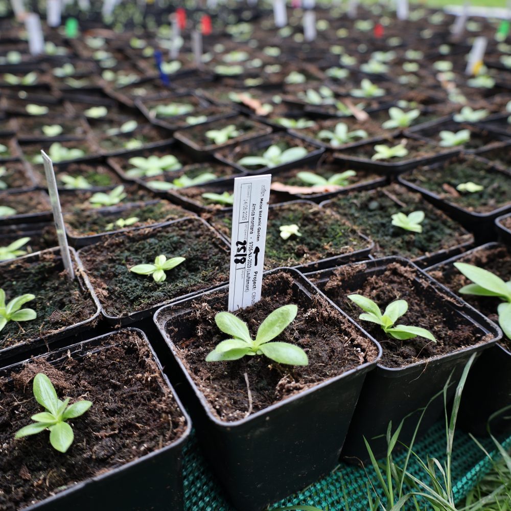 L’Arnica des montagnes réintroduite dans les Ardennes