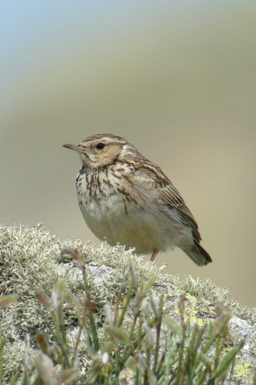 Quand la forêt chante : à la découverte des oiseaux ardennais