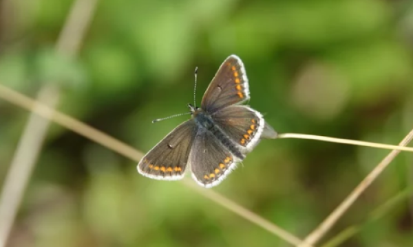 Photo d'Argus brun, un papillon
