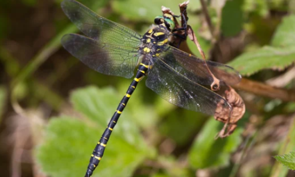 Photo de cordulégastre annelé (une libellule)