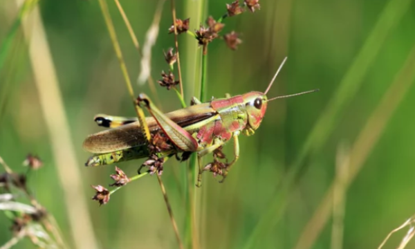 Photo de criquet ensanglanté