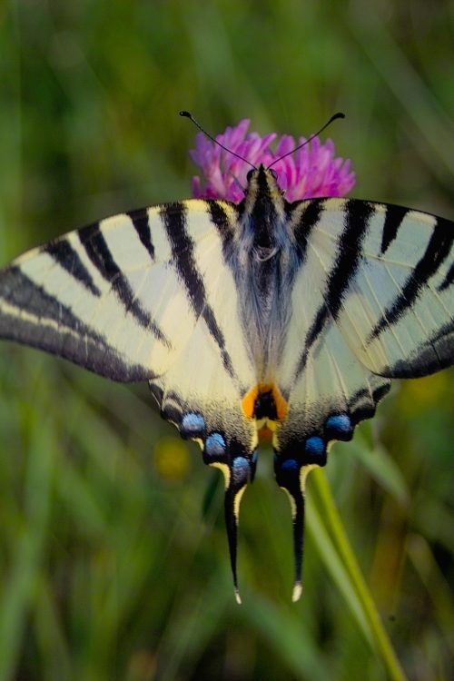 Papillons et orchidées : trésors des pelouses calcaires