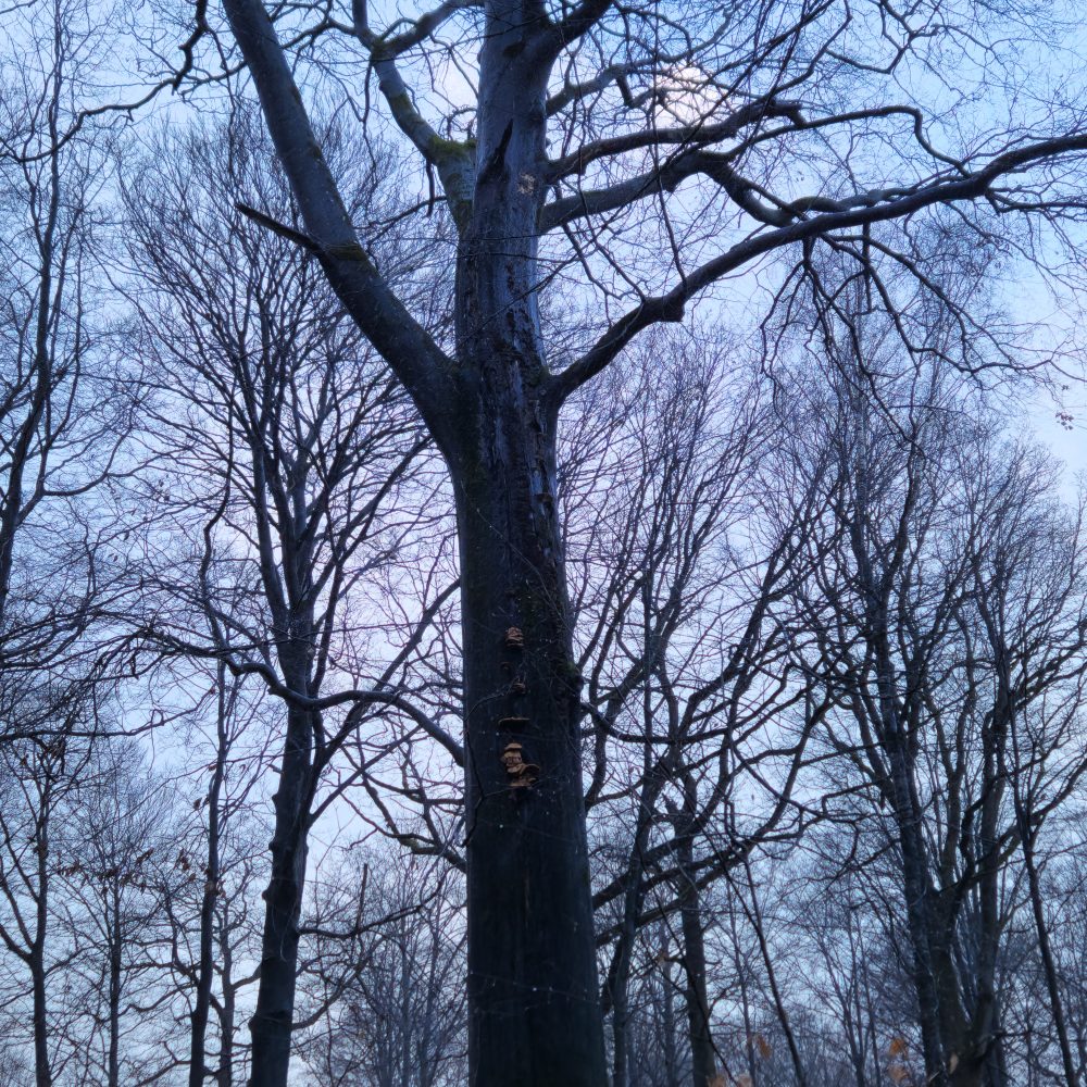 Des îlots de vieux bois pour préserver la biodiversité