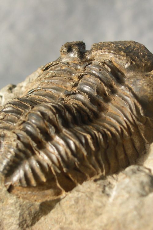 La faune fossile du «Mur des Douaniers»