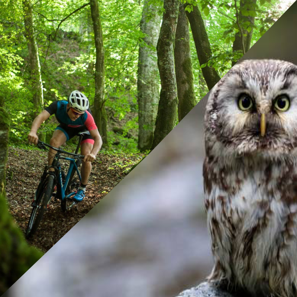 Fermeture temporaire du circuit VTT du Risdoux