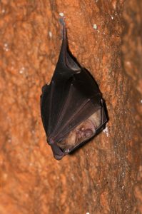 Ultrasons chauve-souris