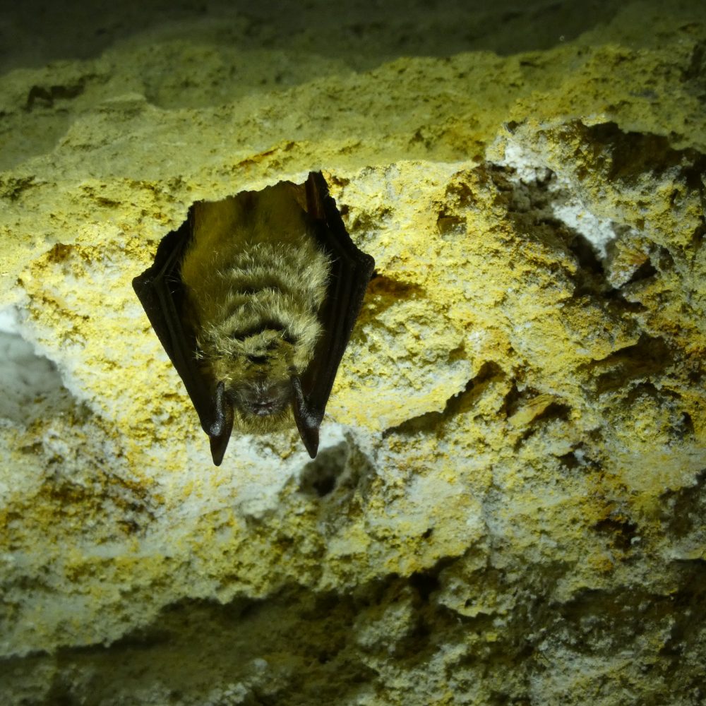 A l’écoute des chauves-souris : une étude au cœur du site Natura 2000 des Ardoisières de Monthermé et Deville