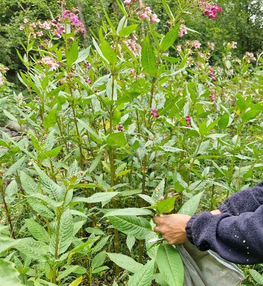 Opérations de gestion de la Balsamine de l’Himalaya dans la vallée de la Houille