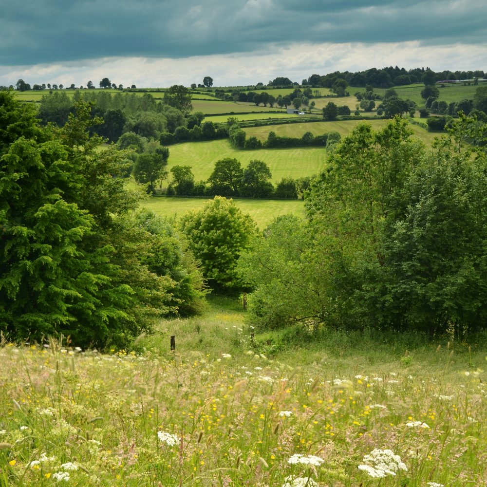 Appel à projets Trame Verte et Bleue : financez vos plantations à 80% cet automne !