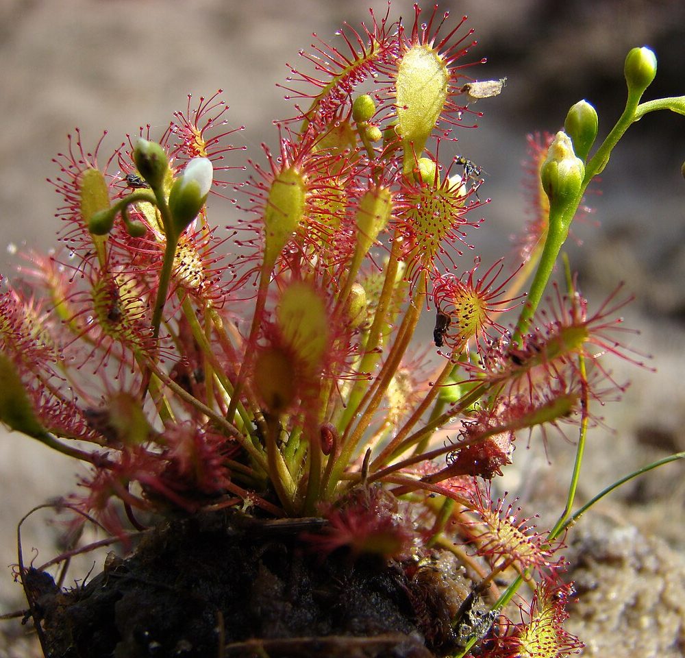 Restaurer les tourbières acides : l’étrépage, un coup de pouce à la nature